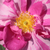 Roz - alb - Trandafir gallica - Rosa Mundi